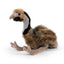 Australsk Emu Bamse