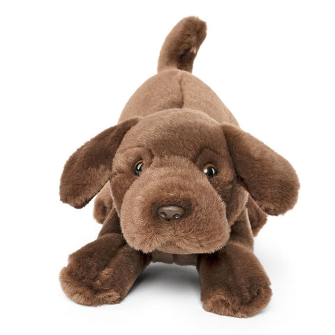 Labrador retriever bamse
