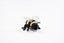 bi bamse