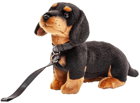 Dachshund Bamse