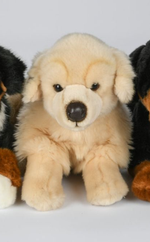 Golden Retriever bamse