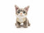 Maine Coon Kat plysdyr