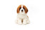 Sanktbernhardshund bamse