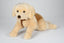Uni-Toys Golden Retriever hundebamse med seletøj, 62 cm (B22898R4)
