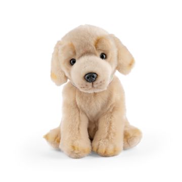 Labrador retriever bamse