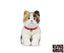 Scottish fold kat bamse