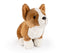 corgi bamse