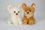 Chihuahua Bamse