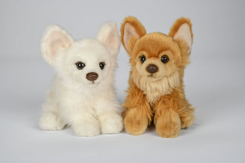 Chihuahua Bamse
