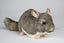 Chinchilla bamse