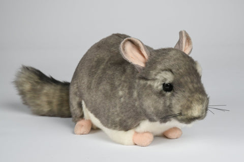 Chinchilla bamse