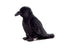Ravn bamse