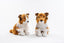 Collie hund bamse
