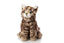 Vild Kat bamse