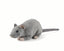 Rotte bamse