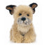 Border Terrier bamse