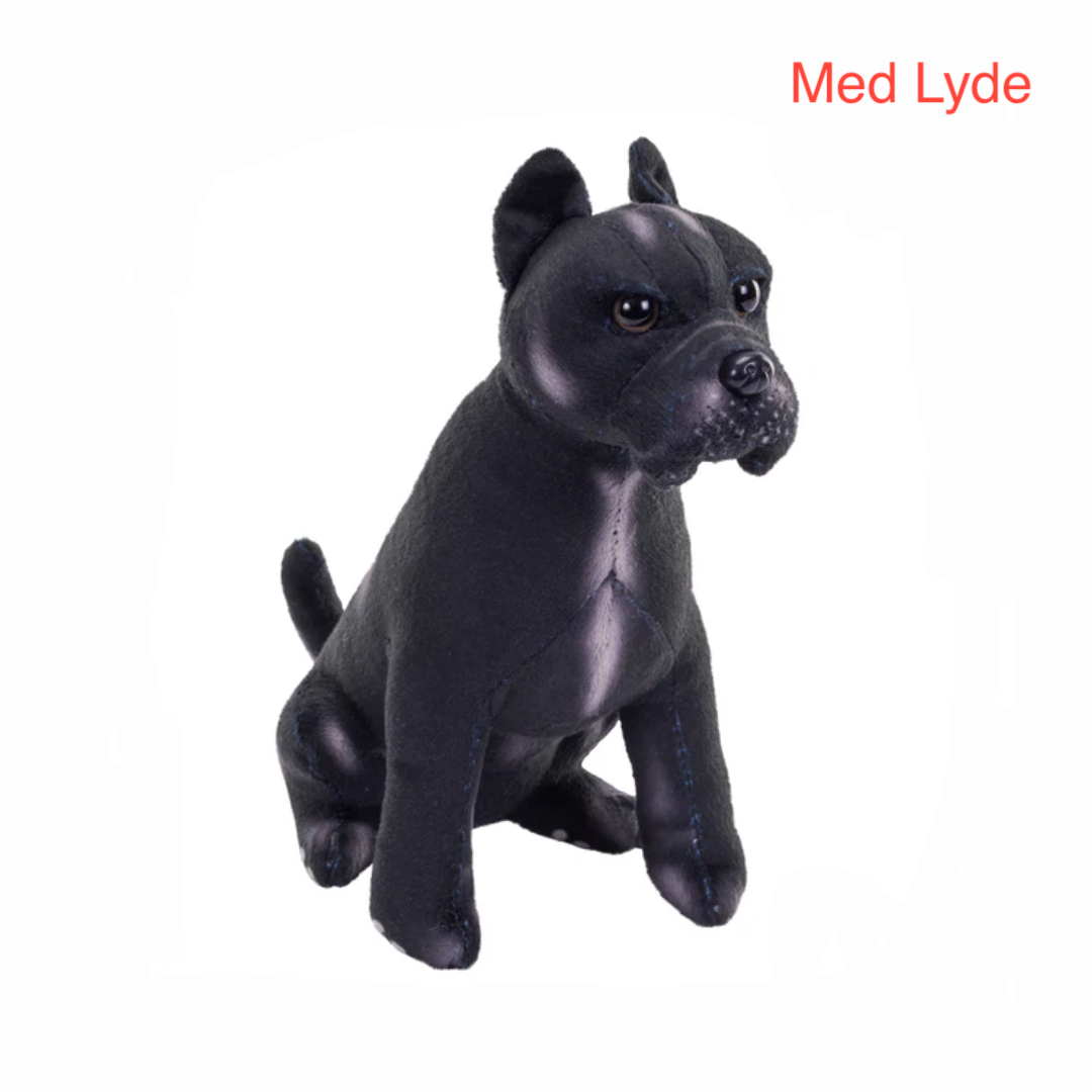 Cane Corso Hund  Hovedbillede
