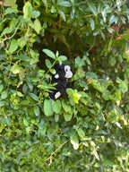 Wild Republic CK Lil’s Mini Gorilla Bamse 13cm