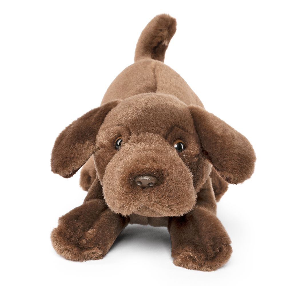 Labrador retriever bamse Hovedbillede