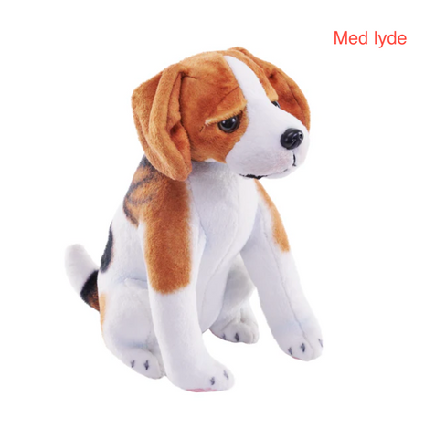 Beagle Hund bamse