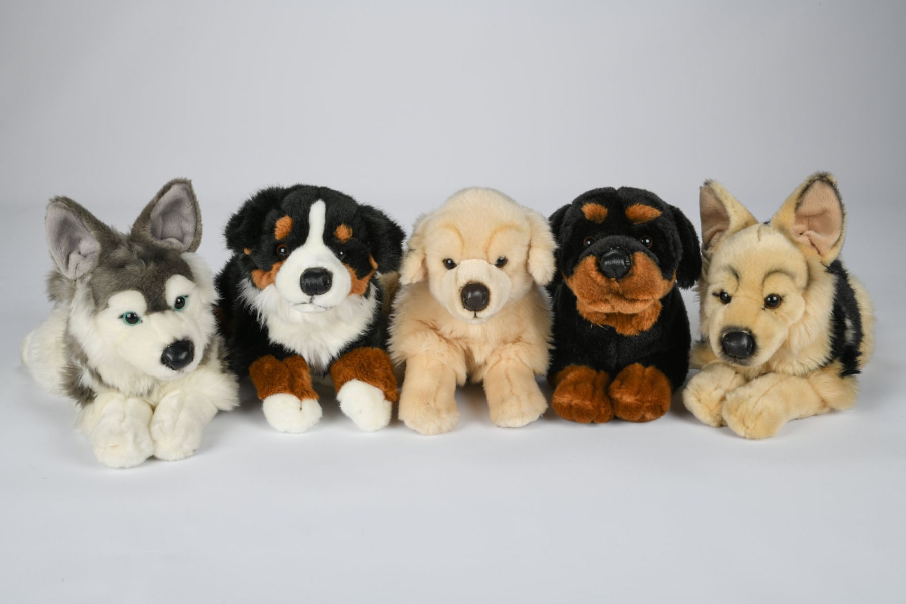Rottweiler bamse
