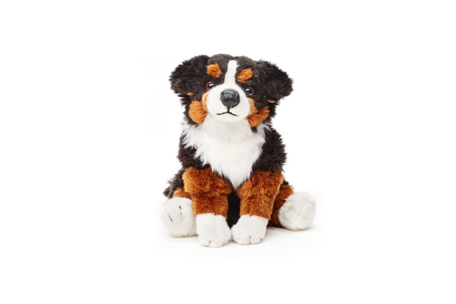 Berner Sennenhund bamse Hovedbillede