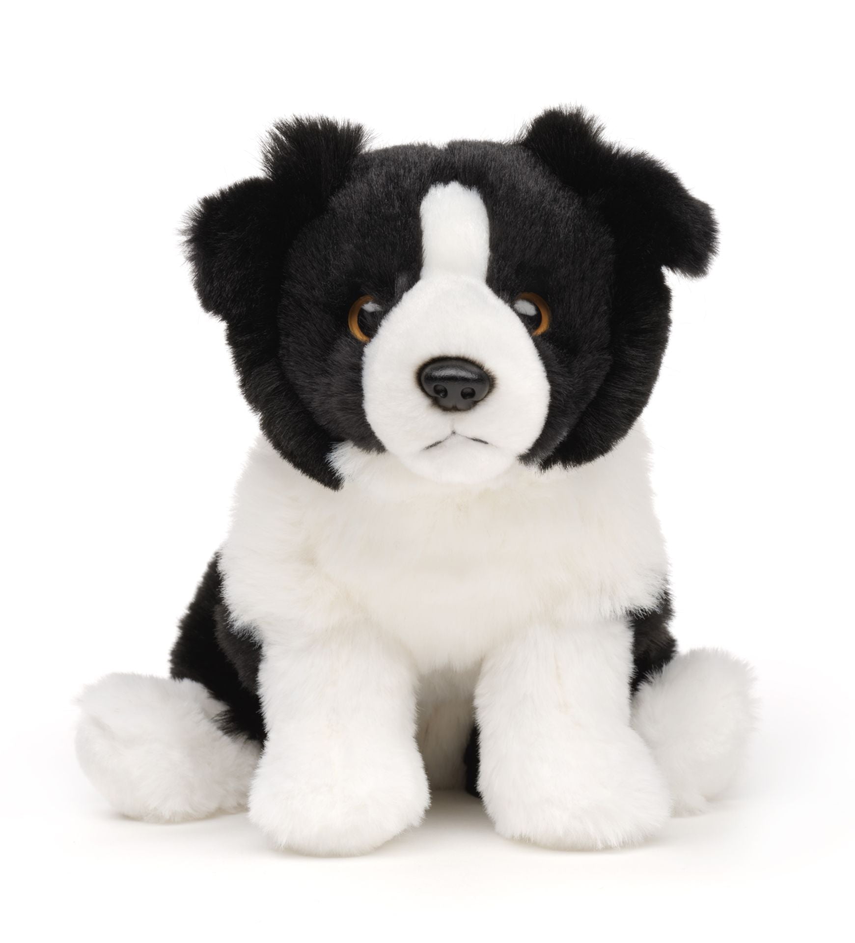 Border Collie Bamse 