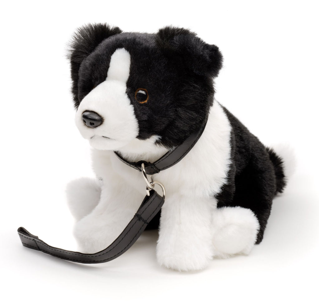 Border Collie plydyr