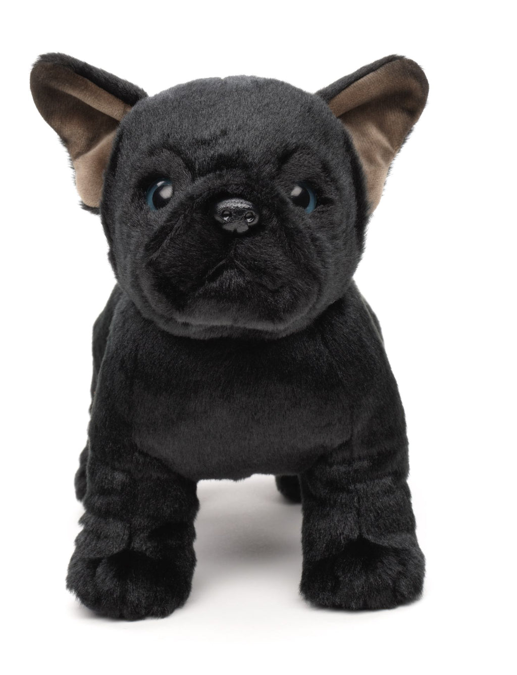 Fransk Bulldog Bamse 