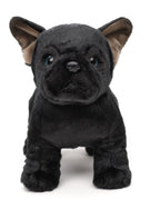 Fransk Bulldog Bamse 