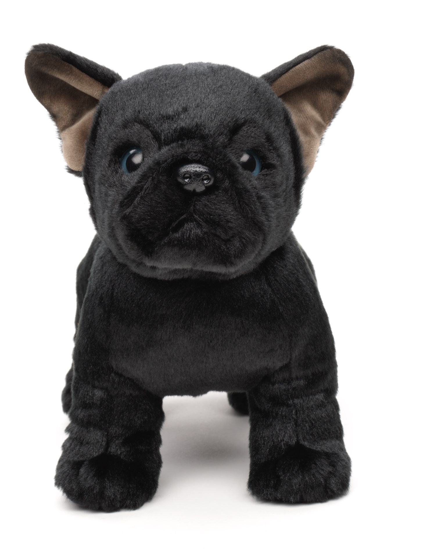 Fransk Bulldog Bamse 