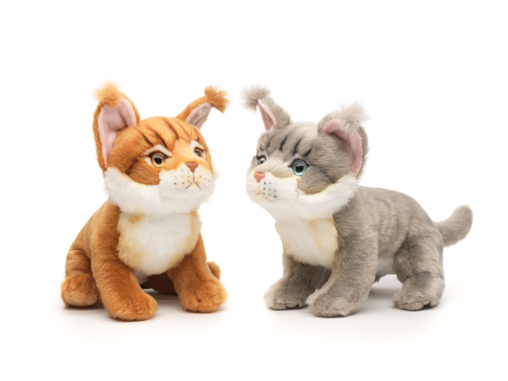Maine Coon Kat Bamse