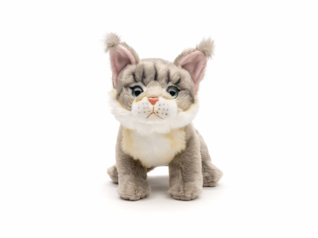 Maine Coon Kat plysdyr