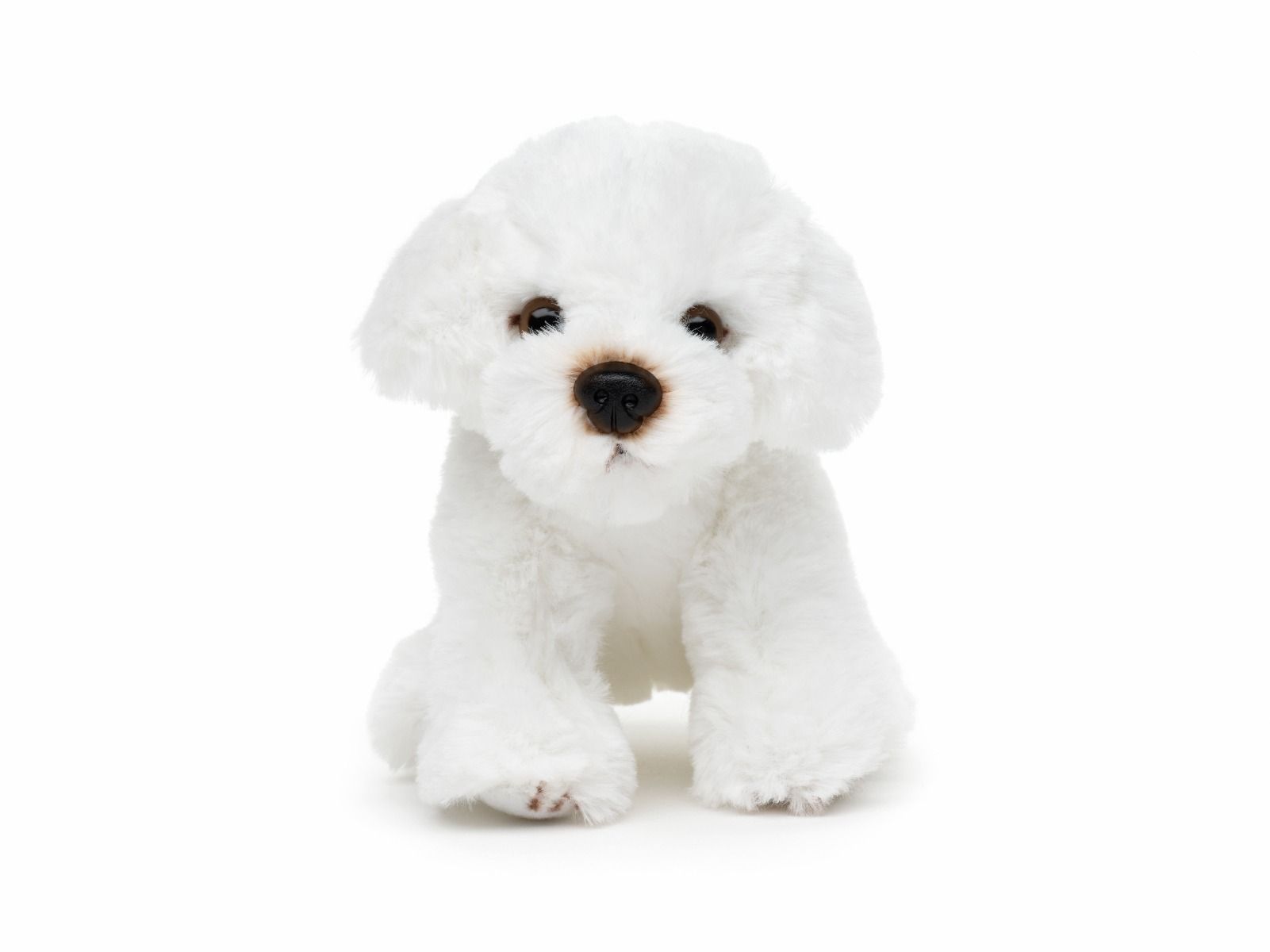Bichon Bamse  Hovedbillede