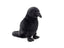 Ravn bamse