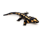 Salamander plysdyr