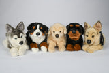 Uni-Toys Rottweiler hund bamse, liggende 40 cm (22811A)