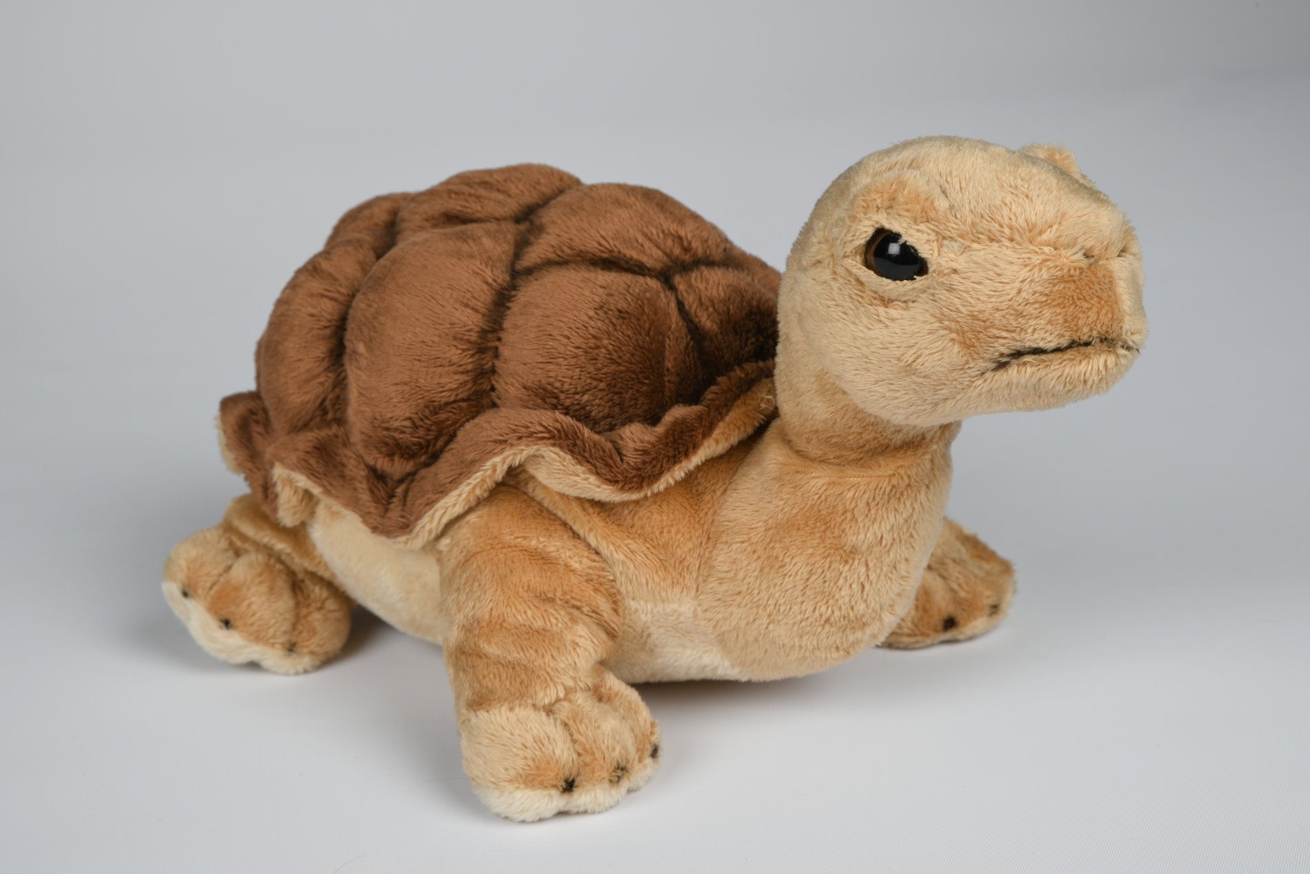 Skildpadde Bamse Hovedbillede