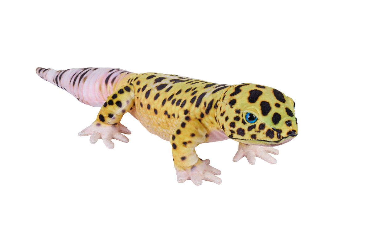 Leopardgekko Bamse