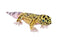 Leopardgekko Bamse