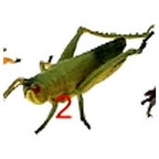 Keycraft Kæmpe Insekter Figurer (1 stk)