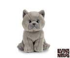 British Shorthair bamse