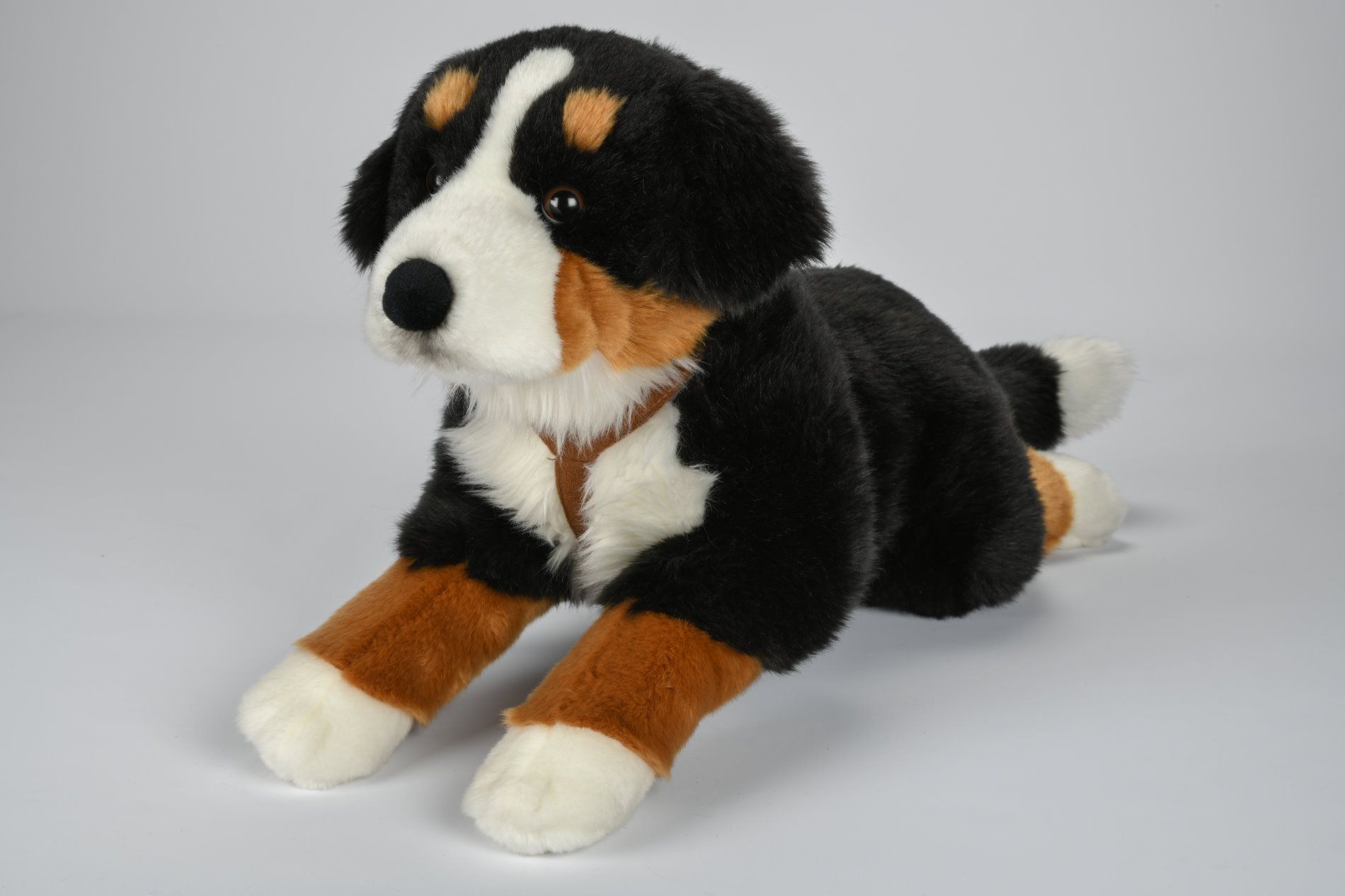 Berner Sennenhund bamse