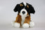 Berner Sennenhund bamse