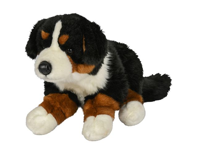 Berner Sennenhund bamse Hovedbillede
