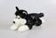 Husky hund bamse