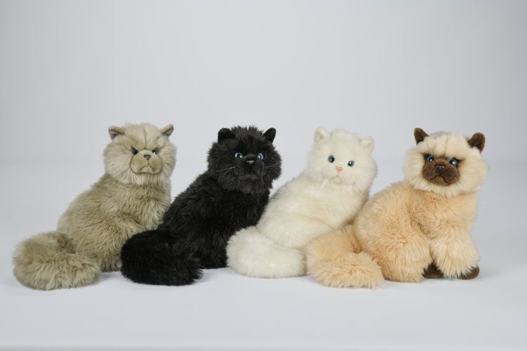 Kat Bamse  Hovedbillede