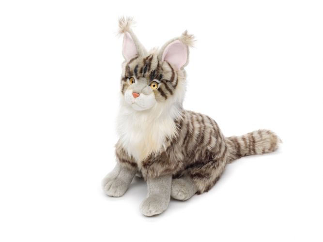 Maine Coon bamse
