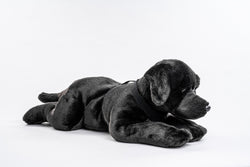 Uni-Toys Sort Labrador Hund med seletøj 60 cm (stor)