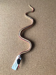 Wild Republic Mini Slanger 30 cm (assorterede farver)
